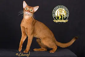 CFA认证的这45个品种猫，你认识几种？图片