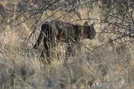 南非发现罕见黑色野猫，科学家却感到不安：或是家猫的基因污染图片