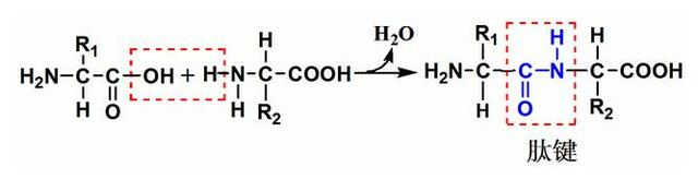 Nature重磅：肽可由非氨基酸合成，有助破解生命最初形成之谜