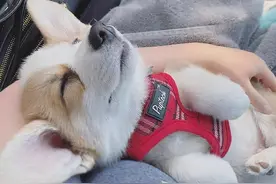 适合女孩子养的6种小型犬，漂亮又粘人图片