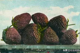 美国历史上的“大跃进”浮夸照片：母鸡可以拉车，兔子比熊还大图片
