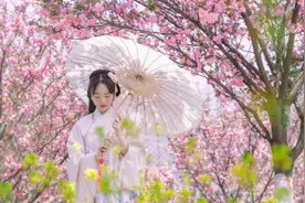 如此美景怎能错过！我在太原西山邀你赴约，一起赏樱花、看演出图片