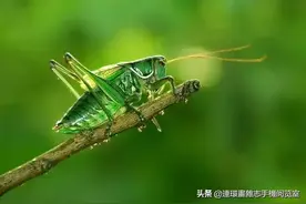 成都的文化底蕴图片