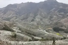 “云”赏花！镇宁李花樱花醉游客→图片