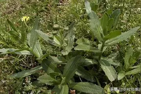 农村野草虽然全身带刺，却不知有很多作用，野外受伤可揉搓后敷上图片
