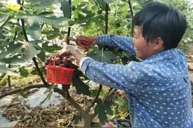 【乡村振兴】邓庄镇：谱写新时代乡村振兴新篇章图片