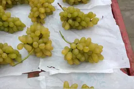 金手指葡萄图片