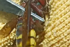 不好，被金环胡蜂螫了！手肿的方向盘都握不好了图片