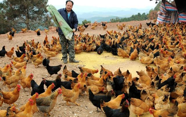 养鸡技术｜鸡生长所需要的蛋白质和水