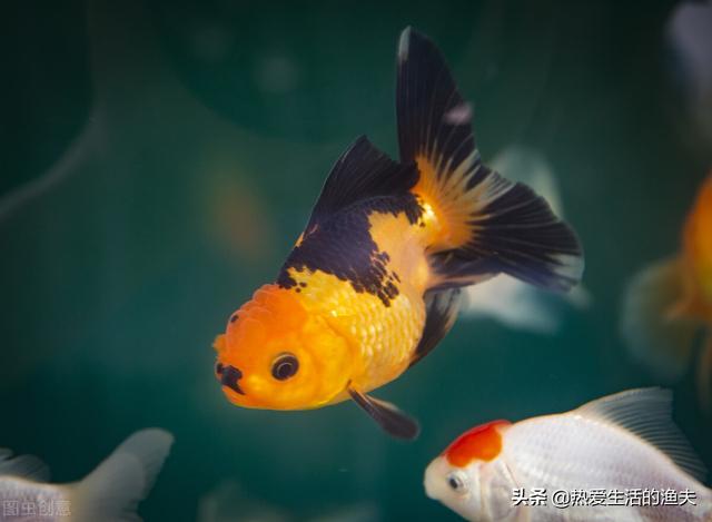 金鱼鱼鳞掉了还能活吗