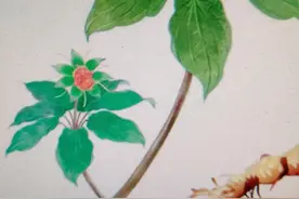 七叶一枝花图片