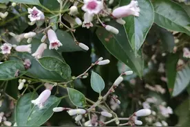 每日识百草:既是药材又是美食，对孩子也是很有好处，您认识吗？图片