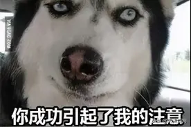 千万别当着宠物的面吃螺蛳粉图片