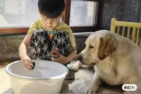 「科普贴」关于拉布拉多狗狗训练管教方法图片