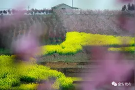 云上桃花节，“金”彩不间断！图片