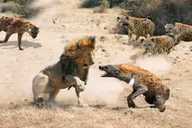 狮王大战鬣狗：世仇见面分外眼红，双方都往死里啃，好凶残图片