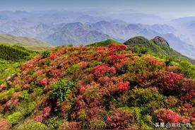 五一去哪玩？杭州市郊满山野生杜鹃进入盛花期，攻略在这赶紧收好图片