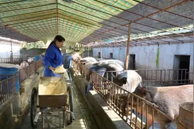 未来五年，在农村搞养殖，养猪和养牛哪个更有前途？看完明白了图片