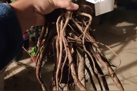 牡丹最佳种植时间到了，家庭盆栽要注意这几点，成活开花不困难图片