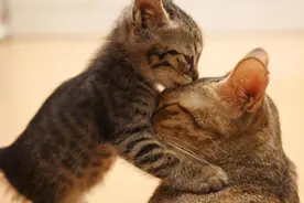 我的猫是真怀孕了还是假怀孕了？图片