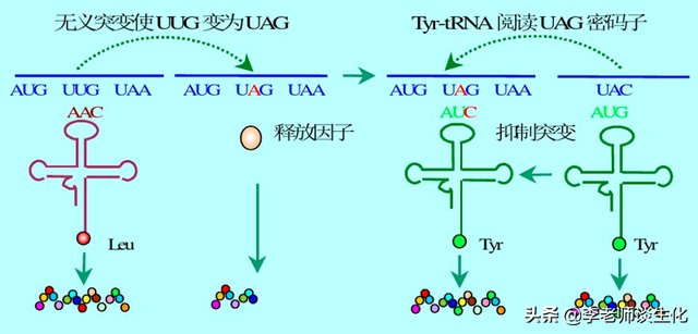 转运RNA与氨酰tRNA合成酶