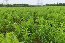 成活率高易栽种的巴旦木苗木可以在山东种植吗？一亩地种多少棵？图片