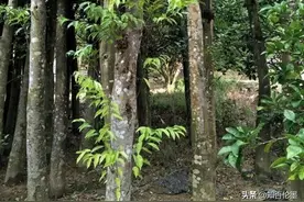 沉香木每克上万元，农村为何不种植？过来人：并不是一夜暴富图片