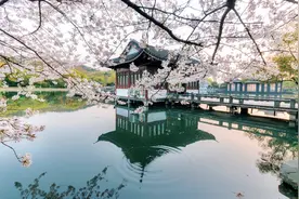 美炸！杭州小京都曲院风荷，古建樱花不输日本，再不来就晚了图片