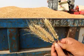 小麦机收浪费多，病因在这3点！专家给出减损方法图片