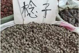 快要被桉树“斩尽杀绝”的桃金娘，为什么难以商业化？图片