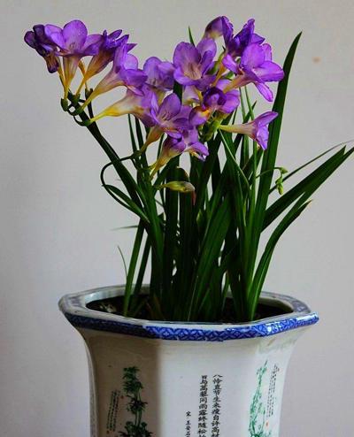 香雪兰开谢了先别扔，盆里的种球挖出来，再种一年还能开花