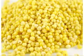 包粽子用的大黄米，适合糖尿病人吃吗？告诉你常吃对血糖是好是坏图片