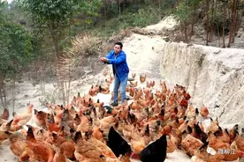 穿山林、食五谷、饮泉水！这里的土鸡真的不一样～图片