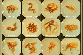 地球上万物都是相生相克的，那么病毒在自然界的天敌是什么？图片