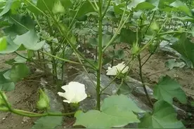 棉花地里的惊叫声图片