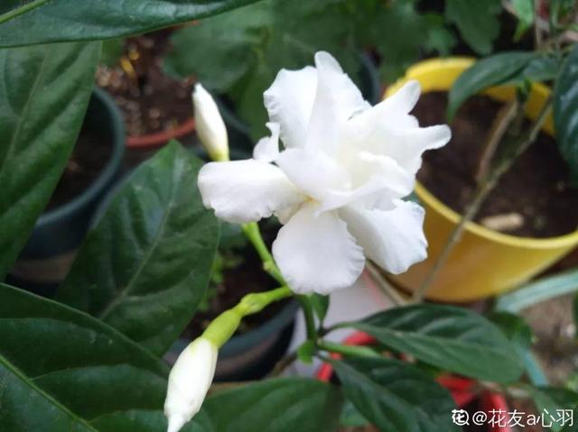 十二生肖专属花,快看你的属相对应什么花(测试自己的本命花免费) - 冷