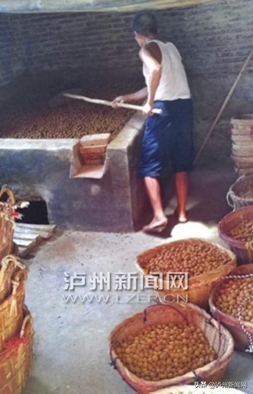 小桂圆做出大文章！泸州深挖桂圆附加值 发展众多衍生品