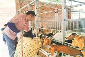 内江市东兴区：秸秆不再焚烧，铡碎用来喂羊图片