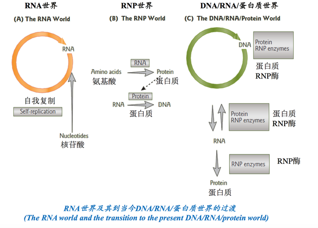 染色体、DNA、基因、RNA傻傻分不清？它们到底有什么区别？