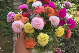 4种漂亮花，养小不养老，越老越难看，赶紧淘汰掉图片
