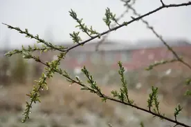 夏日雪国！若尔盖的夏季里藏着冬天图片