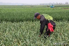 组图：兰陵蒜薹进入收获期，看农民下地拔蒜薹的实景图片