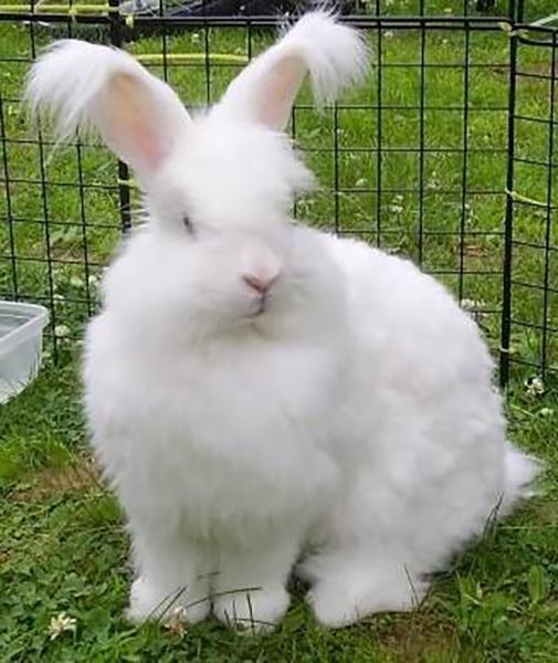 民间常用歇后语(兔子尾巴的歇后语) - 冷求网