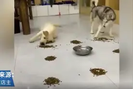 太强了！拉布拉多干饭太拼命，吓得哈士奇匆忙逃跑图片