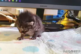 捡到的小猫已经长大了，你等着我回去接你，我们一起回家图片