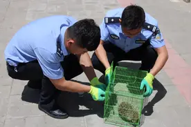 平凉中心城区发现国家“三有”保护动物图片