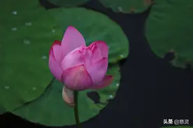 小荷才露尖尖角，早有蜻蜓立上头图片