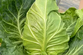 适合越冬种植的口感型牛心甘蓝！冬性强，很耐寒，脆甜好吃图片