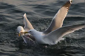 叼鱼狼捕捉小野鸭，被母鸭追着打，装死后叼走小鸭，却被啄瞎了眼图片