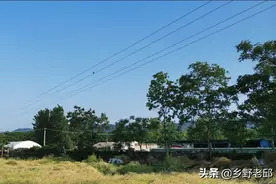 湖北麻城农村的五月，又到了收获油菜籽的季节图片